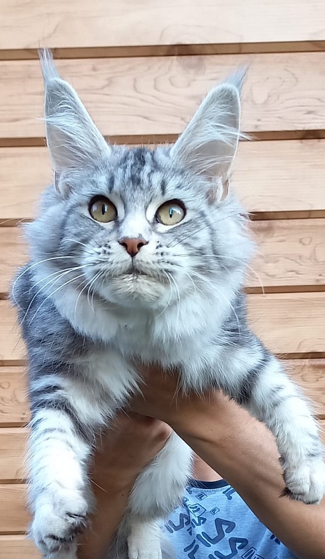 Penny Akbars - Kitten maine-coon 5 months 3 weeks