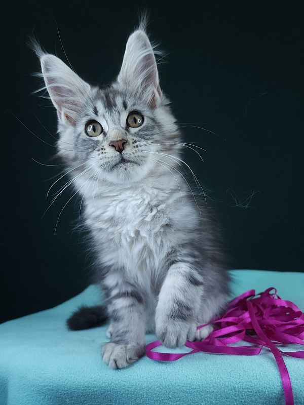 Penny Akbars - Kitten maine-coon 2 months 2.5 weeks