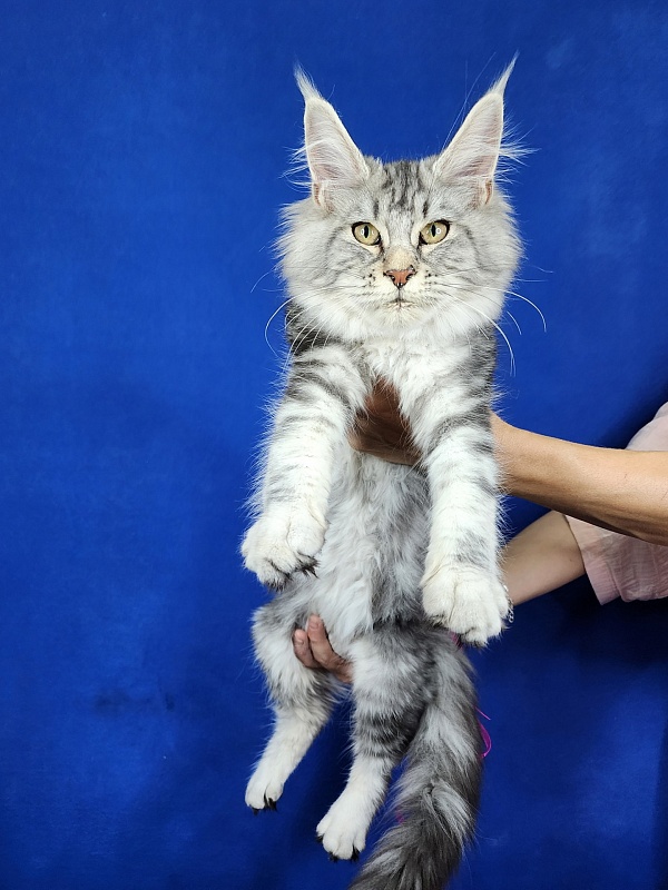 Penny Akbars - Kitten maine-coon 4 months 2.5 weeks