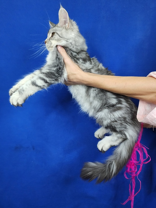 Penny Akbars - Kitten maine-coon 4 months 2.5 weeks