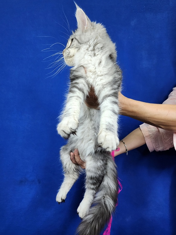 Penny Akbars - Kitten maine-coon 4 months 2.5 weeks