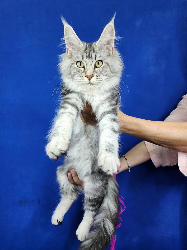 Penny Akbars - Kitten maine-coon 4 months 2.5 weeks
