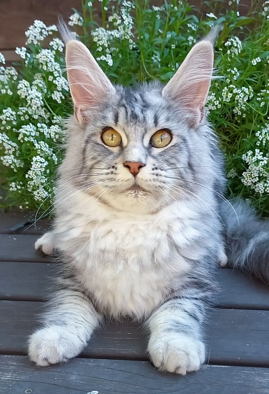 Penny Akbars - Kitten maine-coon 5 months 3 weeks