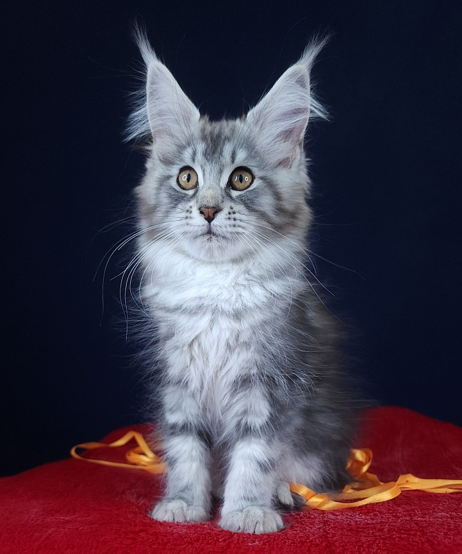 Petra Akbars - Kitten maine-coon 2 months 2.5 weeks