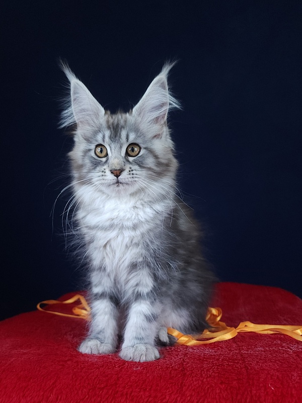 Petra Akbars - Kitten maine-coon 2 months 2.5 weeks