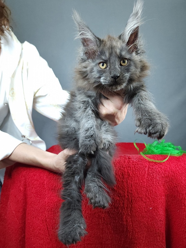 Quick Panter Akbars (polydactyl) - Kitten maine-coon 2 months 3.5 weeks