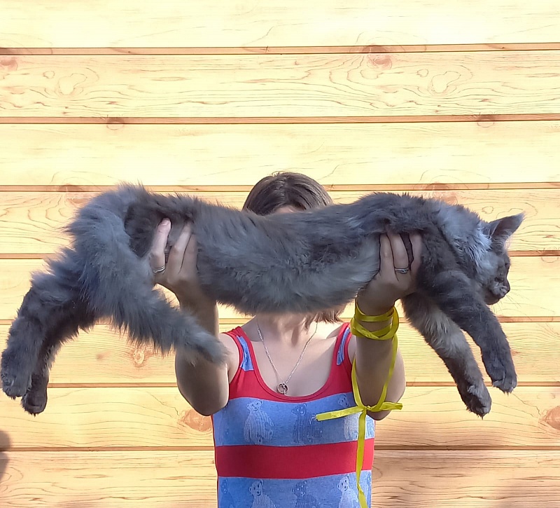 Quick Panter Akbars (polydactyl) - Kitten maine-coon 5 months 2 weeks