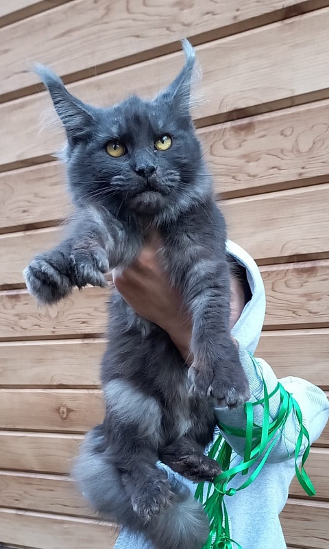 Quick Panter Akbars (polydactyl) - Kitten maine-coon 6 months 1 week