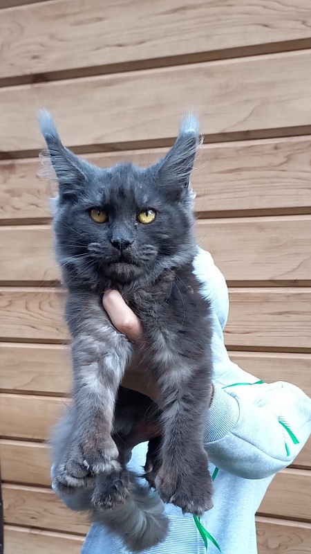 Quick Panter Akbars (polydactyl) - Kitten maine-coon 6 months 1 week