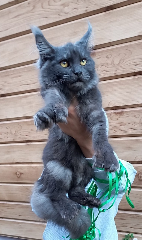 Quick Panter Akbars (polydactyl) - Kitten maine-coon 6 months 1 week