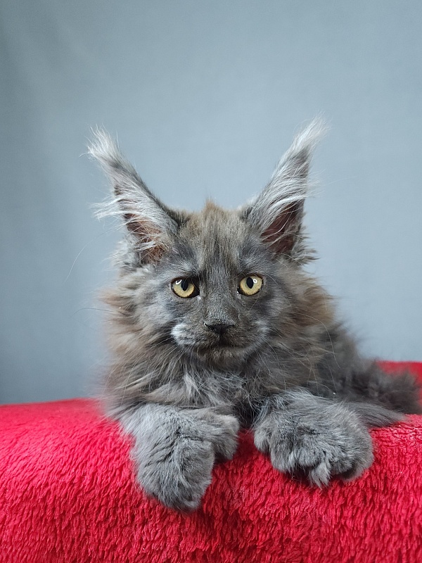 Quick Panter Akbars (polydactyl) - Kitten maine-coon 2 months 3.5 weeks
