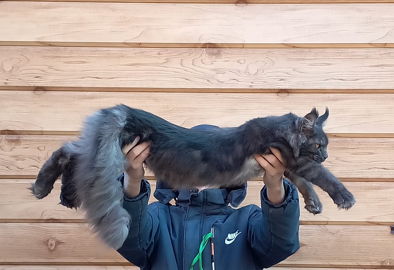 Quick Panter Akbars (polydactyl) - Junior maine-coon 8 months 1 week