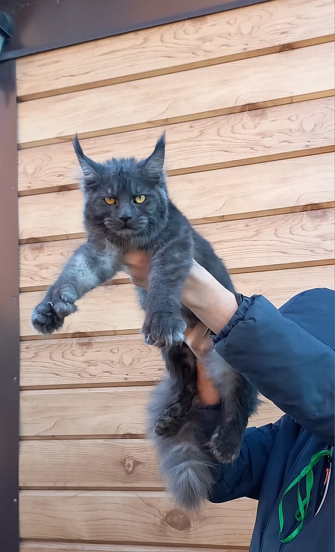 Quick Panter Akbars (polydactyl) - Junior maine-coon 8 months 1 week