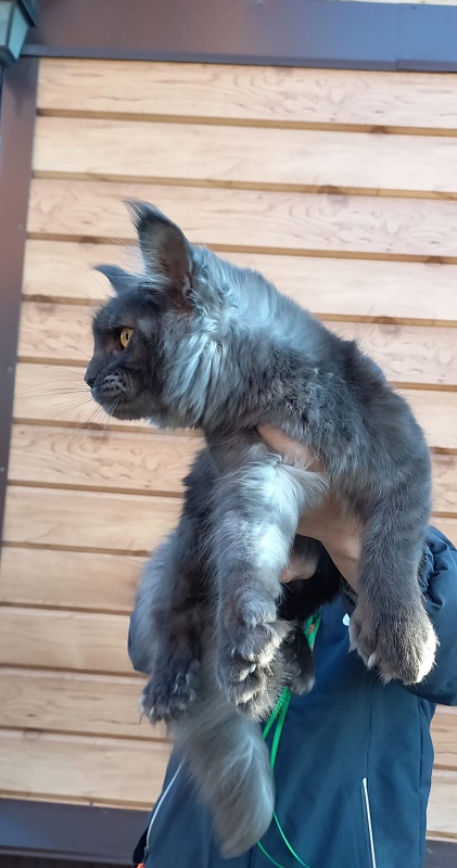 Quick Panter Akbars (polydactyl) - Junior maine-coon 8 months 1 week