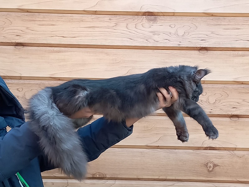 Quick Panter Akbars (polydactyl) - Junior maine-coon 8 months 1 week