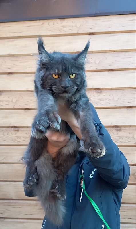 Quick Panter Akbars (polydactyl) - Junior maine-coon 8 months 1 week