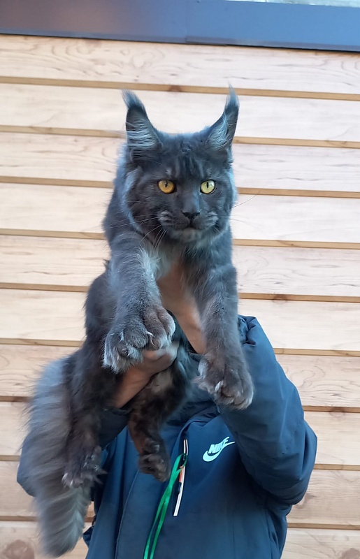 Quick Panter Akbars (polydactyl) - Junior maine-coon 8 months 1 week