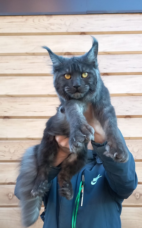 Quick Panter Akbars (polydactyl) - Junior maine-coon 8 months 1 week