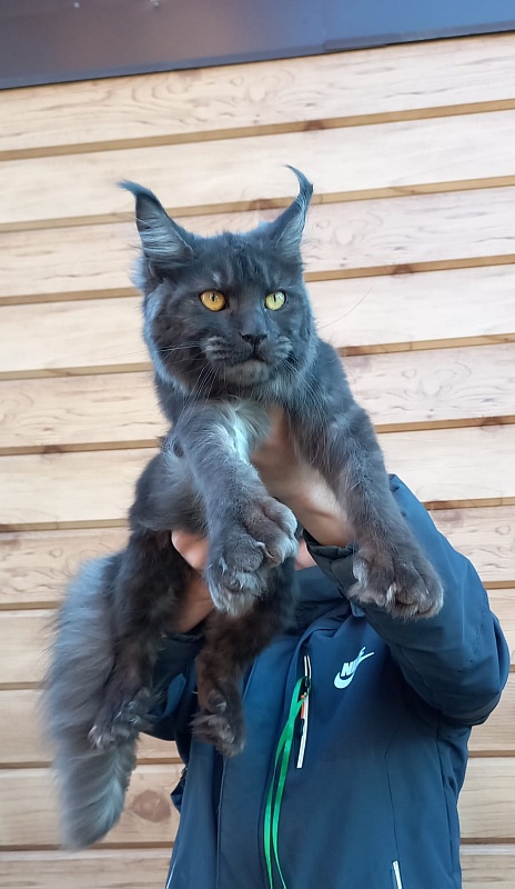 Quick Panter Akbars (polydactyl) - Junior maine-coon 8 months 1 week