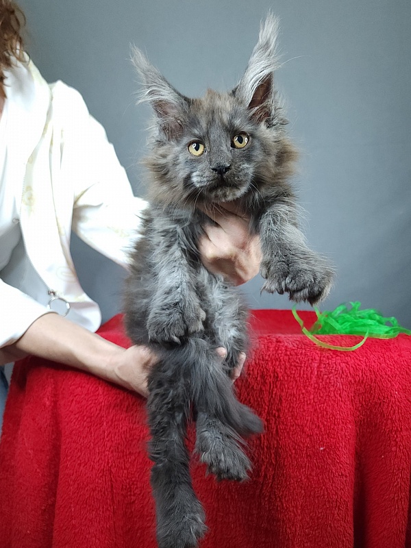 Quick Panter Akbars (polydactyl) - Kitten maine-coon 2 months 3.5 weeks