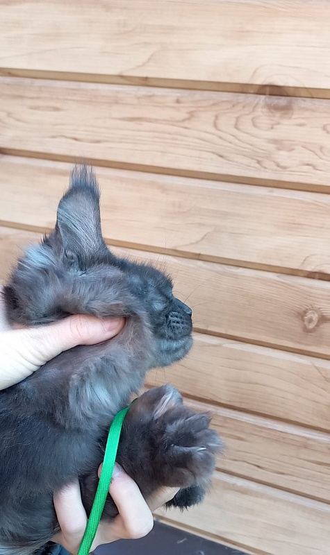 Quick Panter Akbars (polydactyl) - Junior maine-coon 8 months 1 week