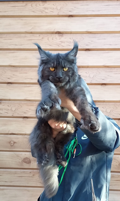 Quick Panter Akbars (polydactyl) - Junior maine-coon 8 months 1 week