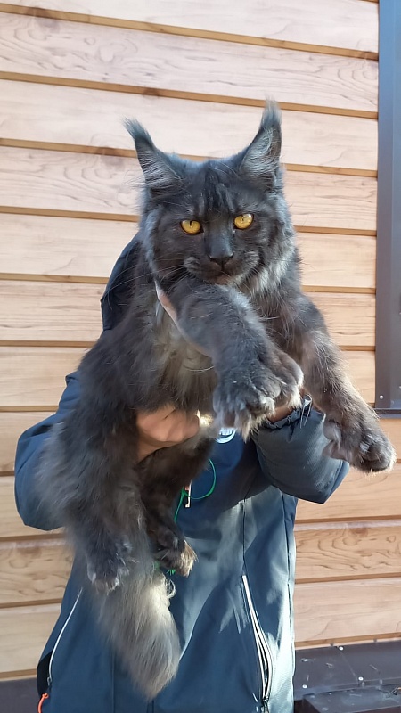 Quick Panter Akbars (polydactyl) - Junior maine-coon 8 months 1 week