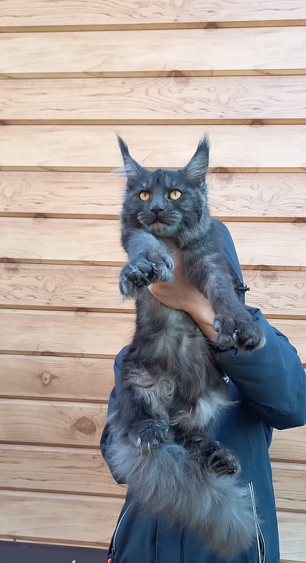 Quick Panter Akbars (polydactyl) - Junior maine-coon 8 months 1 week
