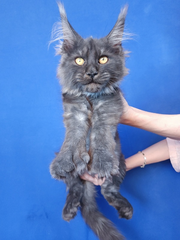 Quick Panter Akbars (polydactyl) - Kitten maine-coon 4 months 1 week