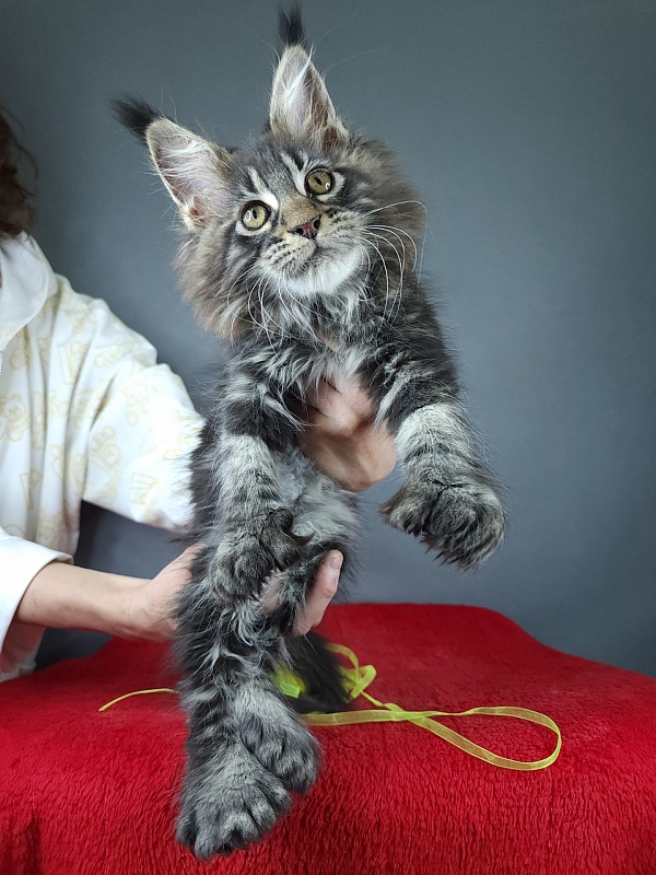 Quick River  Akbars (polydactyl) - Kitten maine-coon 2 months 3.5 weeks