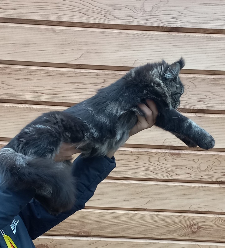 Quick River  Akbars (polydactyl) - Junior maine-coon 7 months