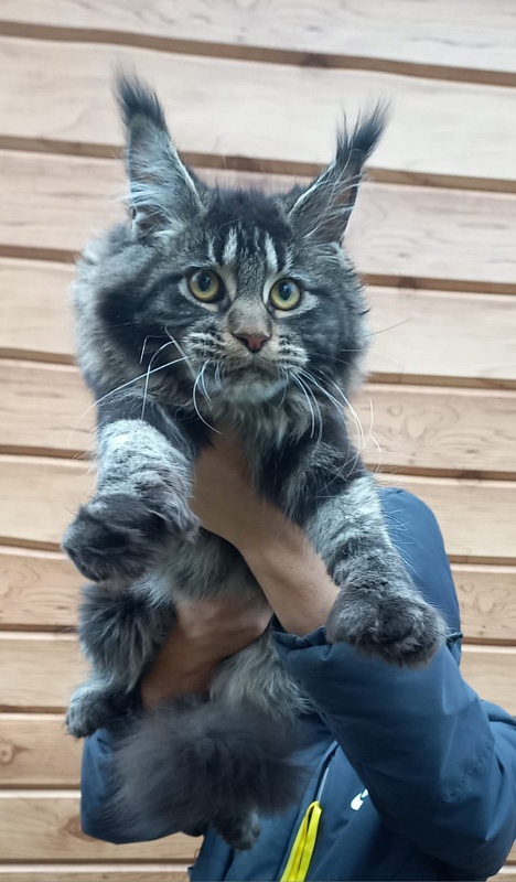 Quick River  Akbars (polydactyl) - Junior maine-coon 7 months