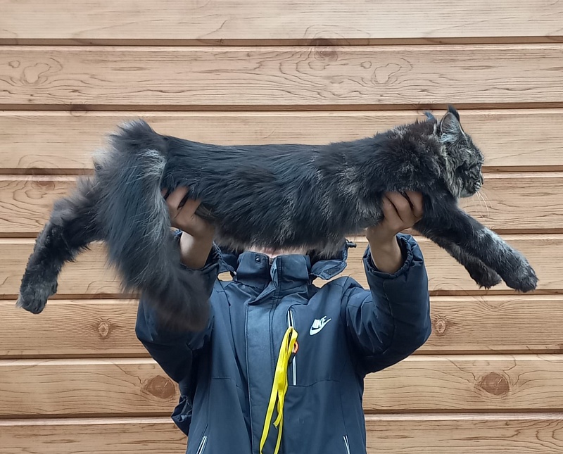 Quick River  Akbars (polydactyl) - Junior maine-coon 7 months