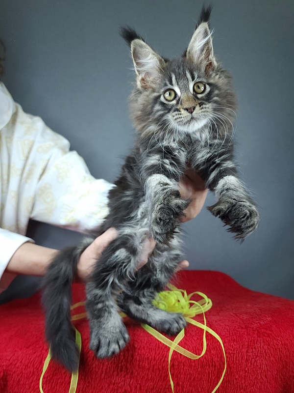 Quick River  Akbars (polydactyl) - Kitten maine-coon 2 months 3.5 weeks