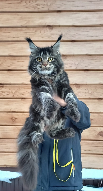 Quick River  Akbars (polydactyl) - Junior maine-coon 8 months