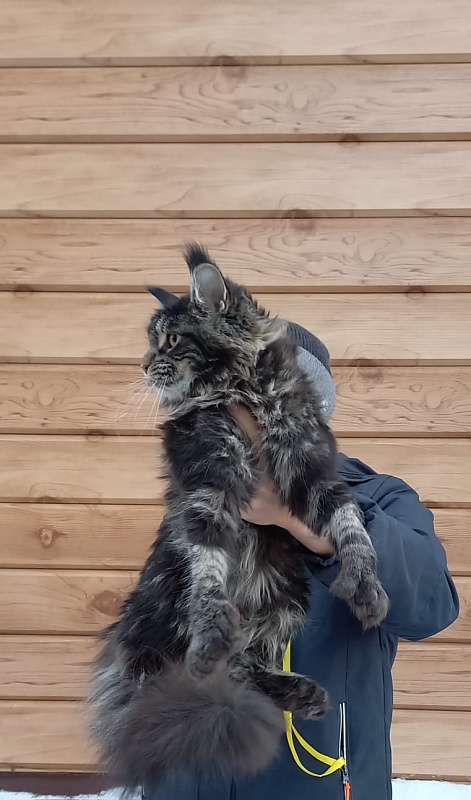Quick River  Akbars (polydactyl) - Junior maine-coon 8 months