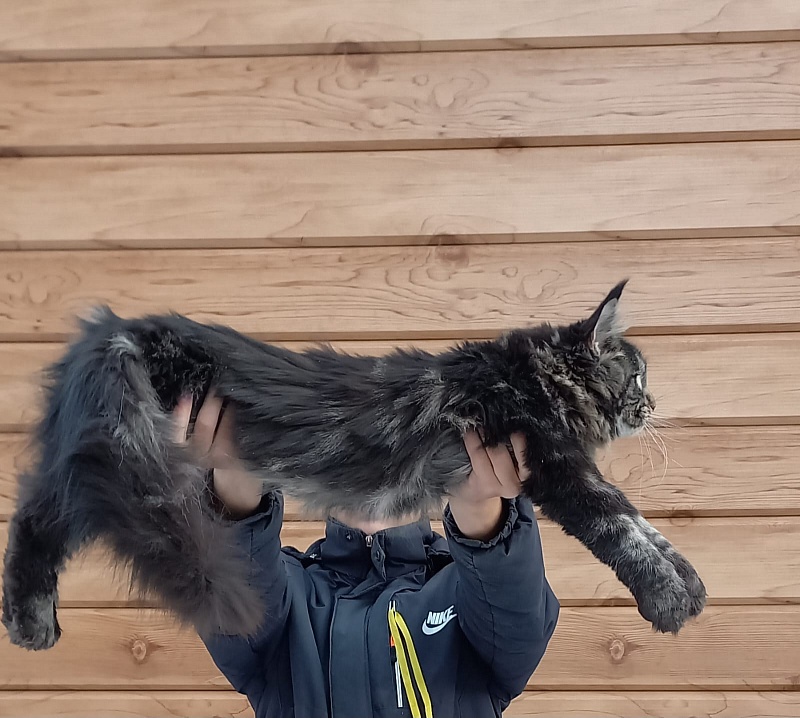 Quick River  Akbars (polydactyl) - Junior maine-coon 8 months