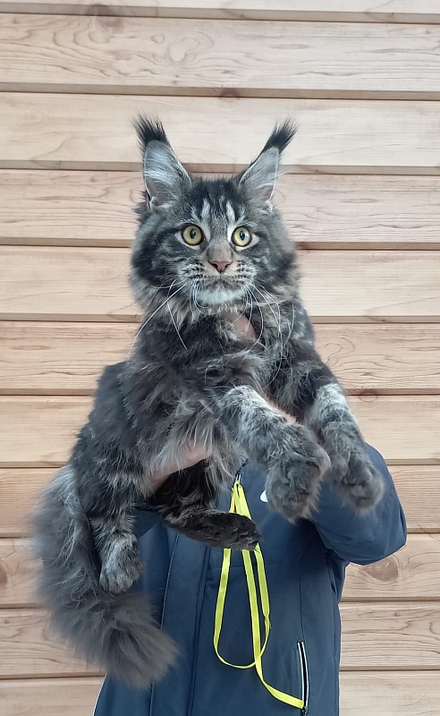 Quick River  Akbars (polydactyl) - Junior maine-coon 8 months