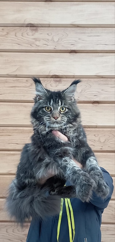 Quick River  Akbars (polydactyl) - Junior maine-coon 8 months
