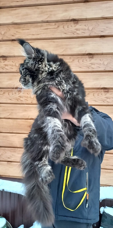 Quick River  Akbars (polydactyl) - Junior maine-coon 8 months