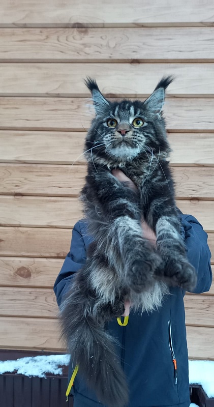 Quick River  Akbars (polydactyl) - Junior maine-coon 8 months
