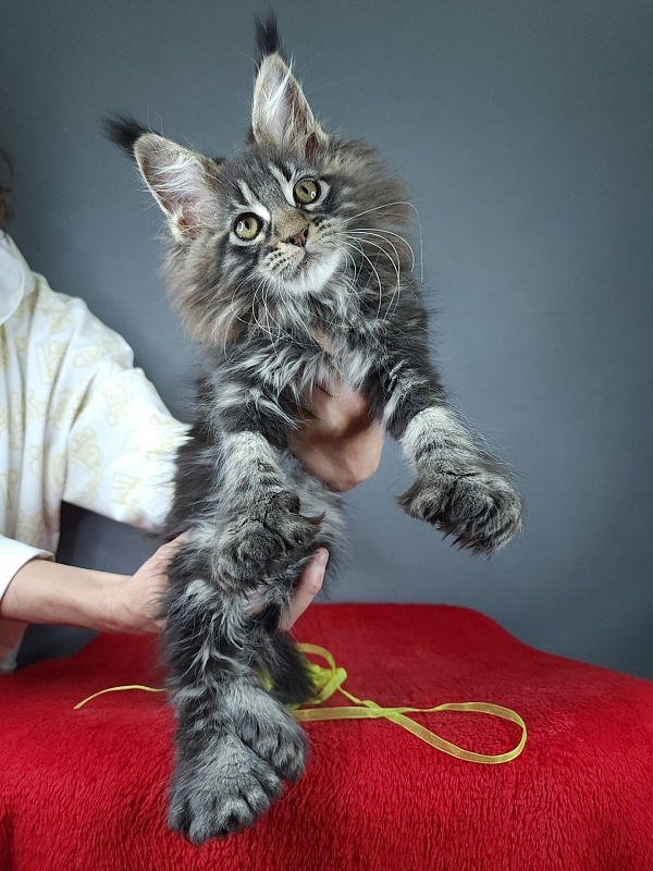 Quick River  Akbars (polydactyl) - Kitten maine-coon 2 months 3.5 weeks