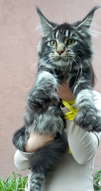Quick River  Akbars (polydactyl) - Kitten maine-coon 5 months 2.5 weeks