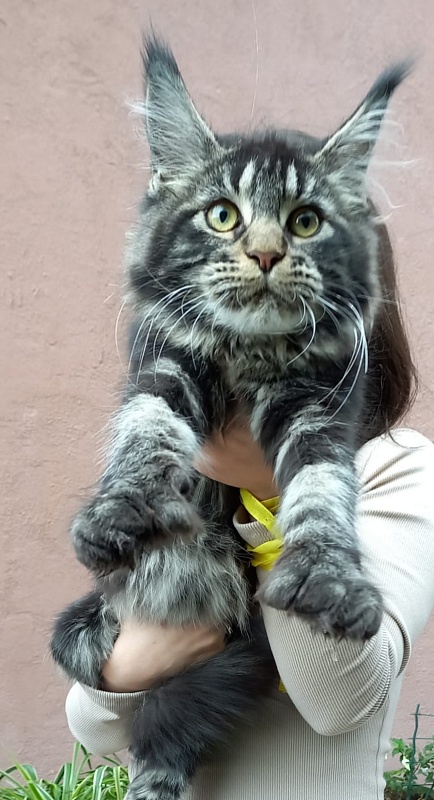 Quick River  Akbars (polydactyl) - Kitten maine-coon 5 months 2.5 weeks