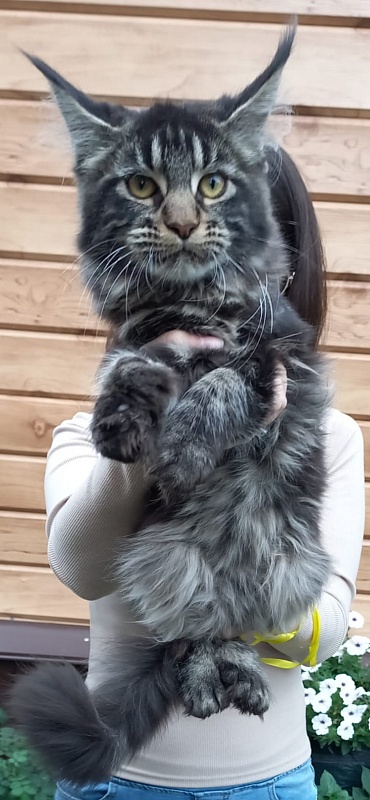 Quick River  Akbars (polydactyl) - Kitten maine-coon 5 months 2.5 weeks