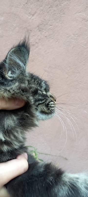 Quick River  Akbars (polydactyl) - Kitten maine-coon 5 months 2.5 weeks