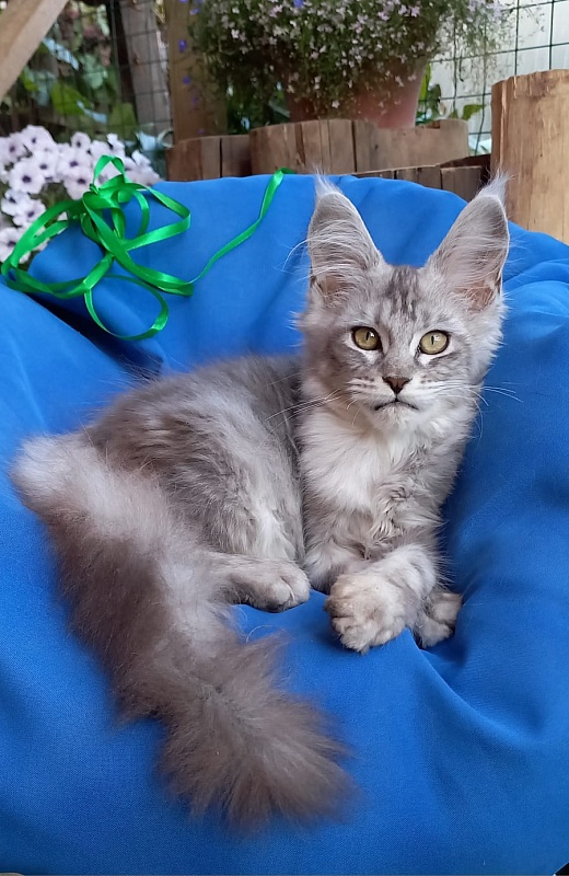 Randi  Akbars - Kitten maine-coon 4 months 1 week