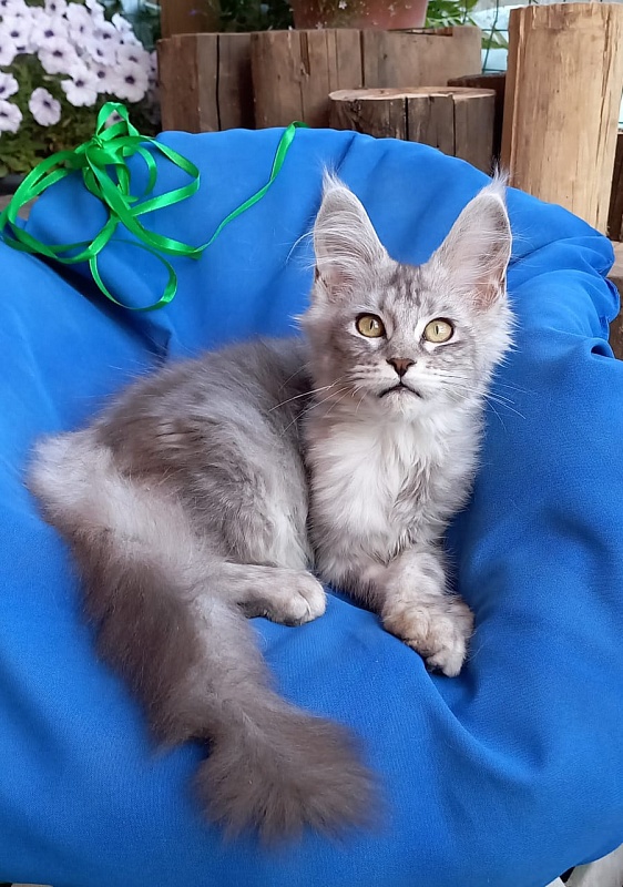 Randi  Akbars - Kitten maine-coon 4 months 1 week