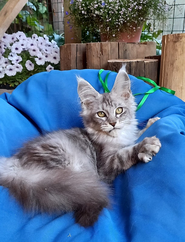 Randi  Akbars - Kitten maine-coon 4 months 1 week