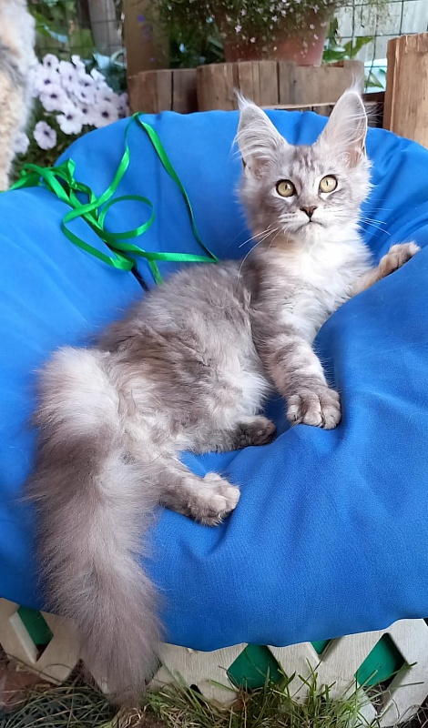 Randi  Akbars - Kitten maine-coon 4 months 1 week